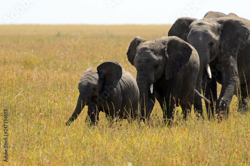 Parade of elephants  Serengeti National Park  Tanzania