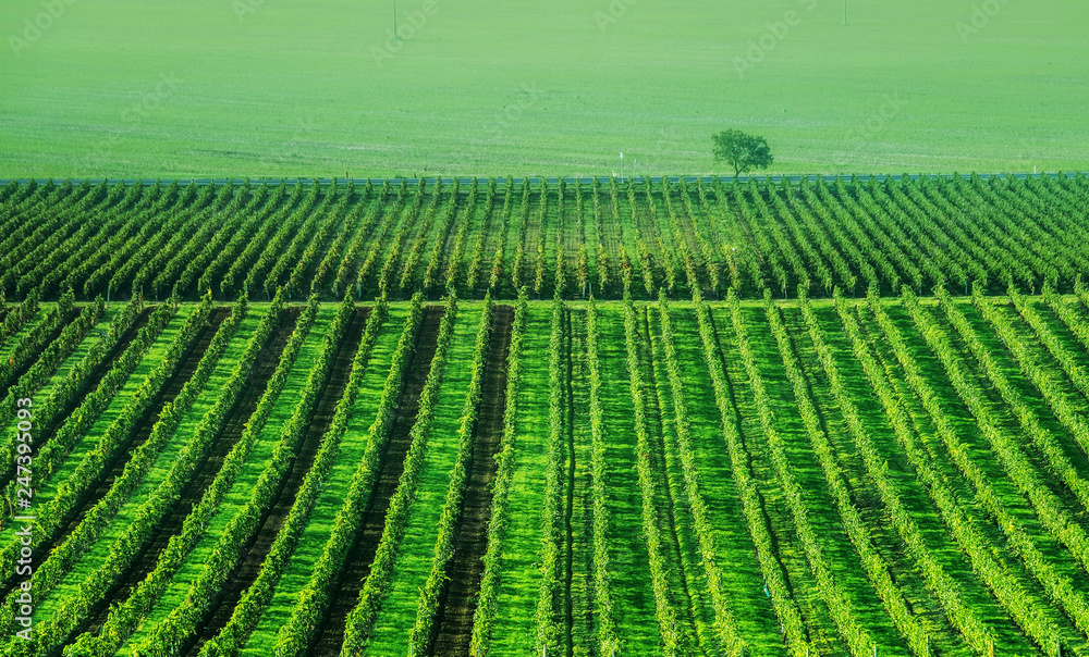 wide grapes plantation and lonely tree