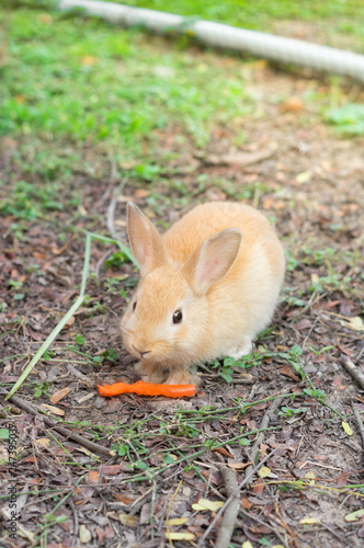 Bunny rabbit eating carrot in garden.