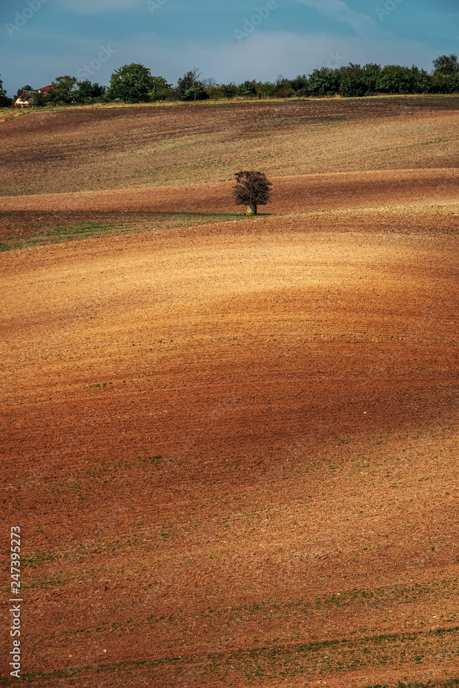Obraz premium Lonely tree on an empty brown plowed field