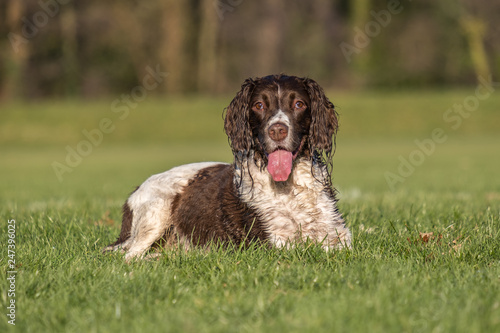Brown and white springer spaniel laying down on the grass in the park.