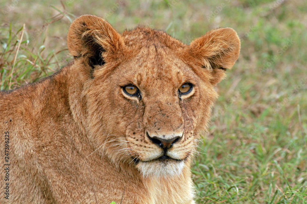 Lioness, Serengeti National Park, Tanzania Lioness, Serengeti National Park, Tanzania