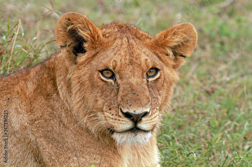 Lioness, Serengeti National Park, Tanzania © bayazed