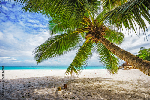Palm tree white sand turquoise water at tropical beach paradise at seychelles 8