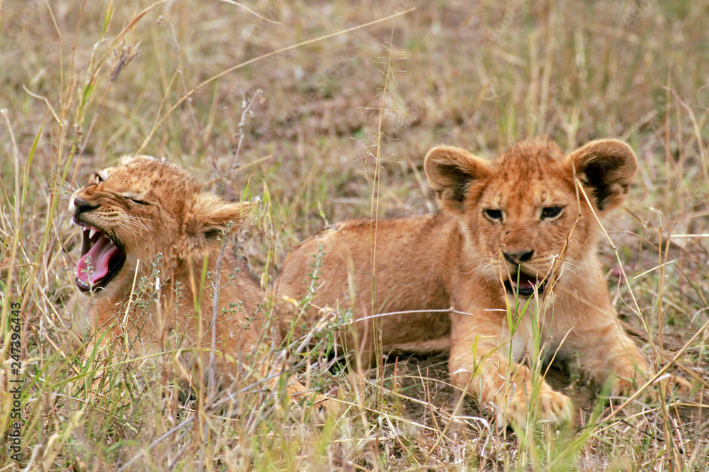 Lion cubs, Serengeti National Park, Tanzania Lion cubs, Serengeti National Park, Tanzania