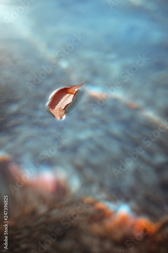 dry leaf fell to the surface of the water. water wallpaper © zadveri