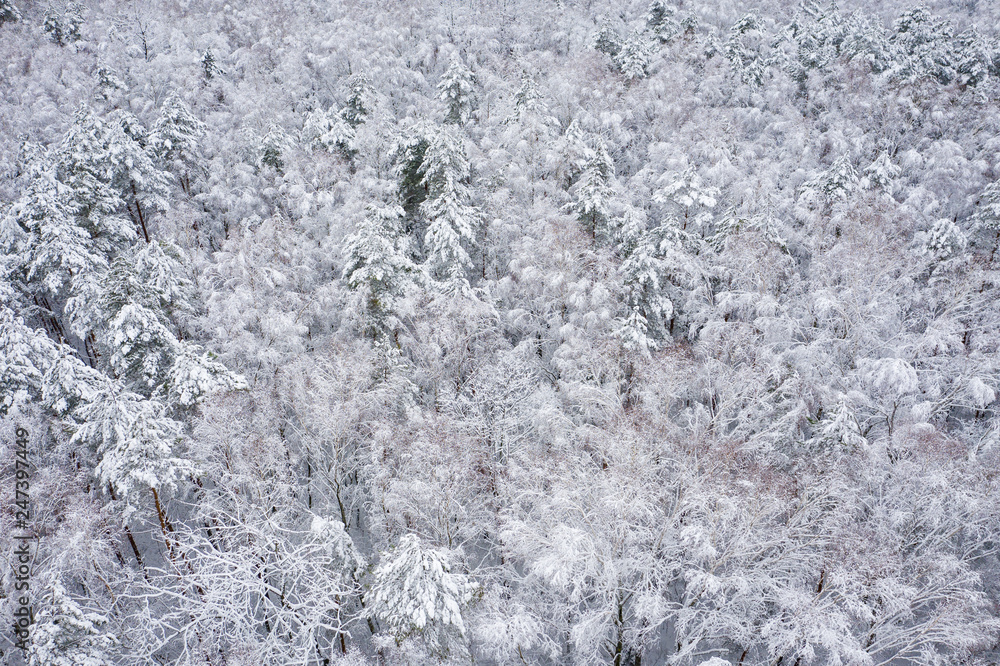 Fototapeta premium Aerial view of winter beautiful landscape with trees covered with hoarfrost and snow. Winter scenery from above. Landscape photo captured with drone.