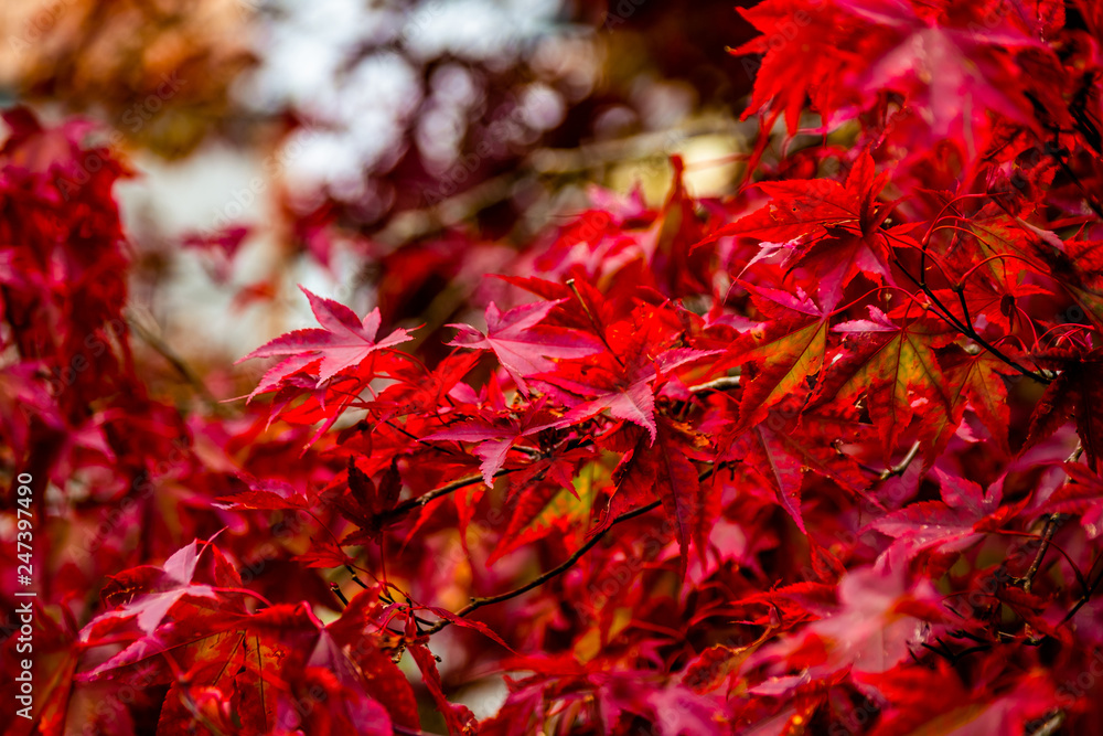 Closeup of beautiful autumn bright red leaves on the branches Closeup of beautiful autumn bright red leaves on the branches