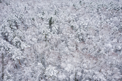 Aerial view of winter beautiful landscape with trees covered with hoarfrost and snow. Winter scenery from above. Landscape photo captured with drone.