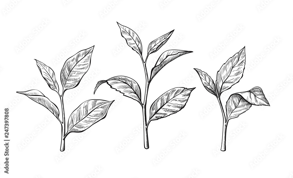 tea leaves. Ink sketch herbal illustration Vector Stock Vector