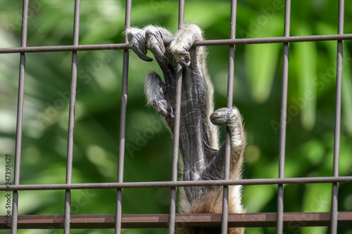 monkey hand in the fence