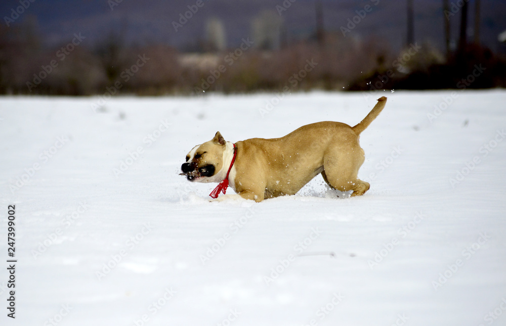 amstaff breed dog running on the snow