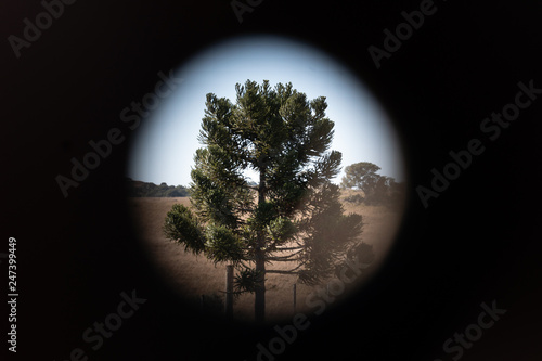 araucaria tree with pinhole vignette