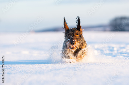 dachshund hound dog in freezy winter time