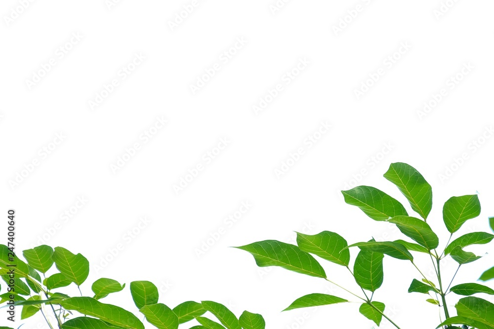 Tropical trees with leaves branches on white isolated background for green foliage backdrop 