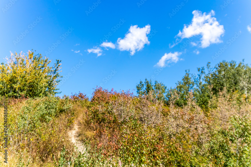 Fall colours set against a blue sky, Dickson Point Provincial Recreation Area, Alberta, Canada Fall colours set against a blue sky, Dickson Point Provincial Recreation Area, Alberta, Canada