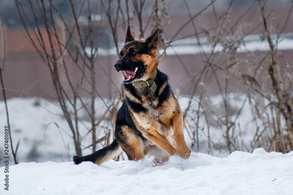 The running young dog of breed a German shepherd. Dog fingering in the snow. The running young dog of breed a German shepherd. Dog fingering in the snow.