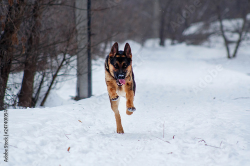The running young dog of breed a German shepherd. Dog fingering in the snow.