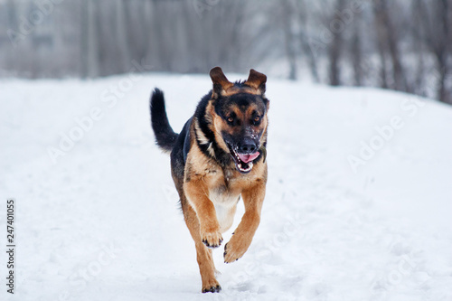 The running young dog of breed a German shepherd. Dog fingering in the snow.