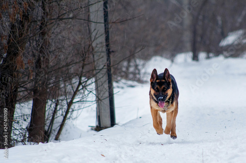 The running young dog of breed a German shepherd. Dog fingering in the snow.
