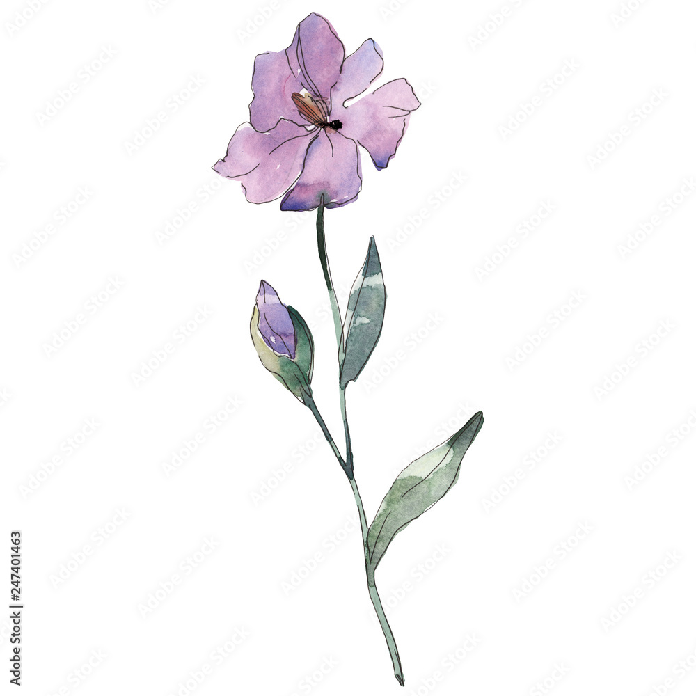 Purple flax floral botanical flower. Watercolor background set. Isolated flax illustration element.