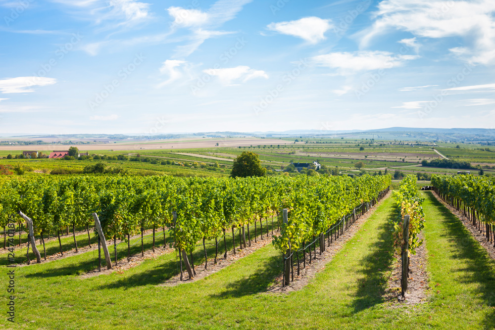 vineyard, Retz, Austria