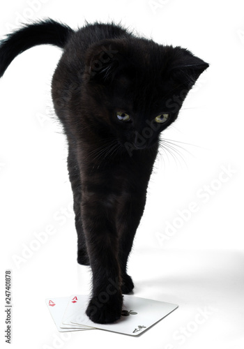 Black kitten standing on playing cards. Isolated on a white background.