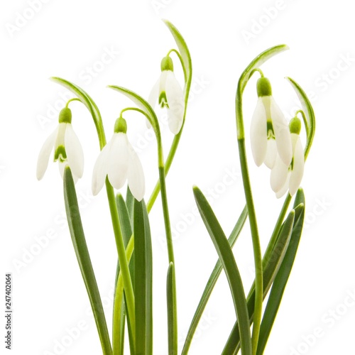 5 spring snowdrop flowers isolated on white background with clipping path