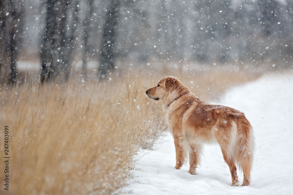 Golden Retriever Type Dog Standing in Snowfall
