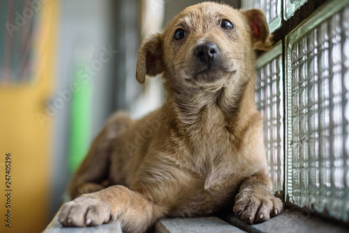 Portrait of a homeless sad dog close up.