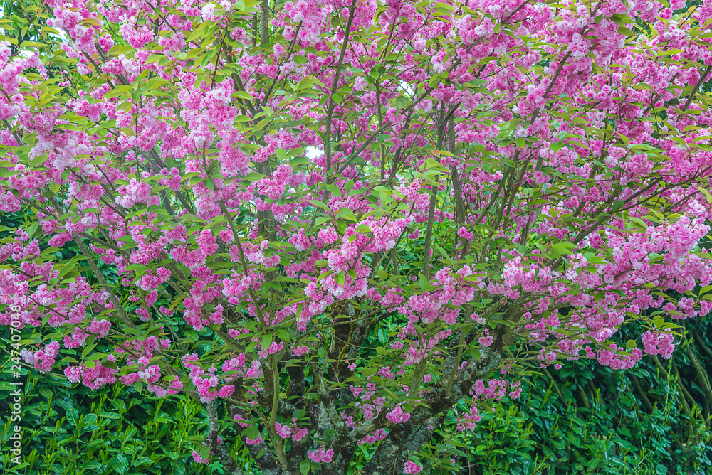 Obraz premium Beautiful blooming sakura