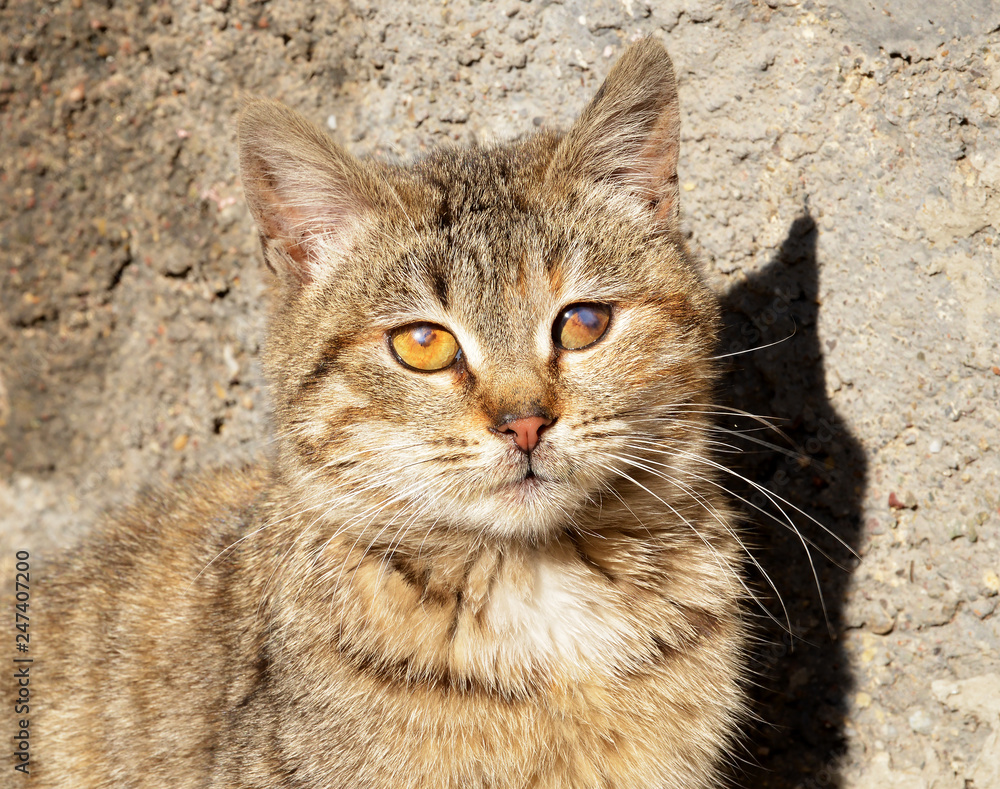 portrait of a cat 