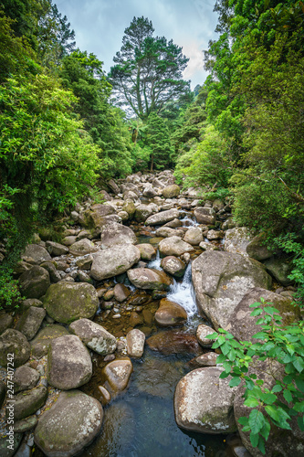 rocks in the stream in a forest near wairere falls  new zealand