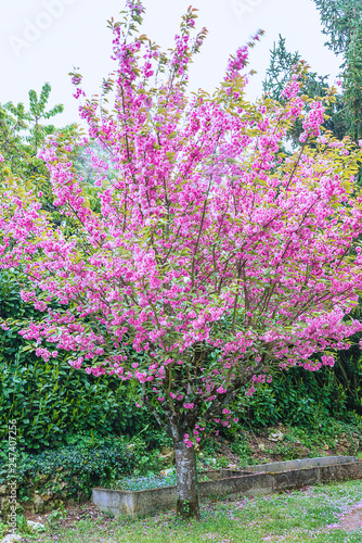 Beautiful sakura tree in bloom