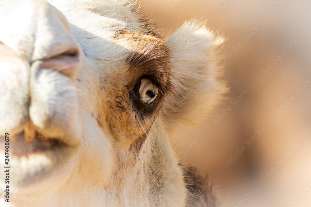 Fototapeta premium Camel