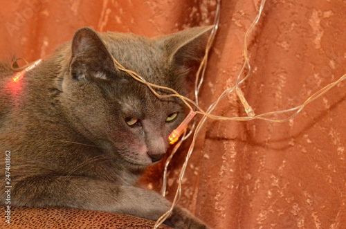Cat breed the Russian blue with large, expressive, greens eyes, lying on couch in lights garland.