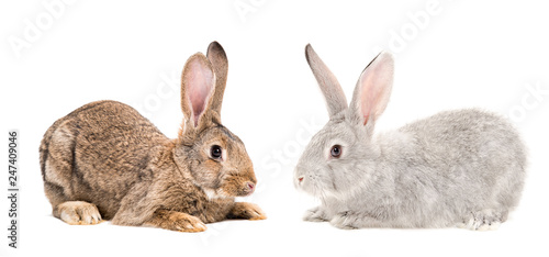 Brown and gray bunnies sitting together isolated on white background