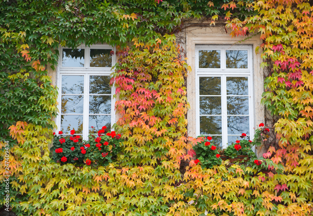 Orange ivy on house with white window Orange ivy on house with white window