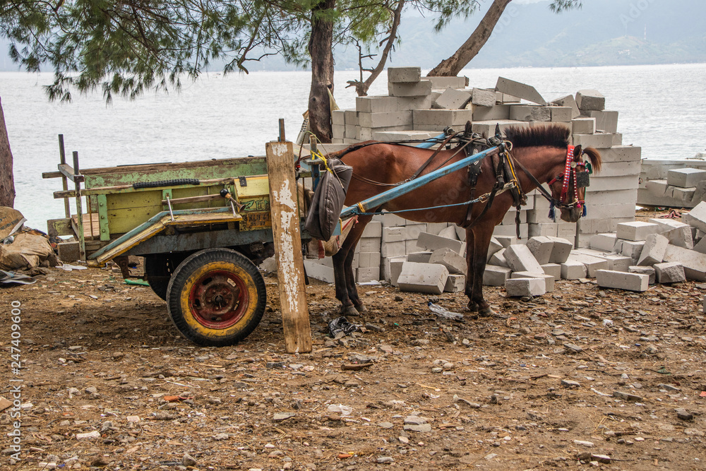 Obraz premium Burro puchando a carroça