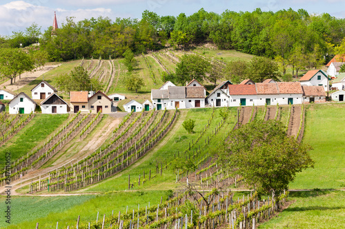 wine cellars with vineyards  Galgenberg  Lower Austria  Austria