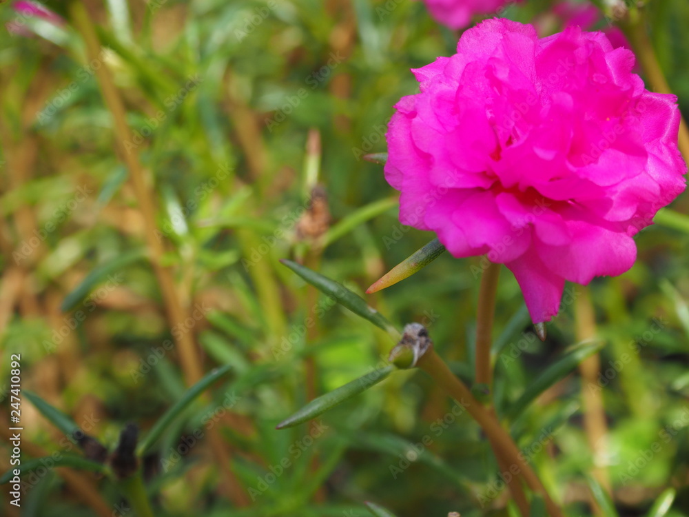 pink flower pink flower
