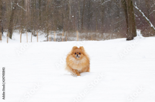 Puppy Pomeranian Spitz on a winter walk in the park. How to protect your pet from hypothermia.  © Таисья Корчак