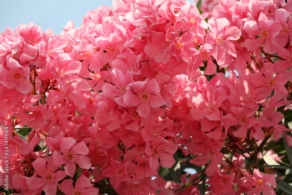 Fototapeta premium Close up of Nerium oleander at Lake Maggiore, Italy