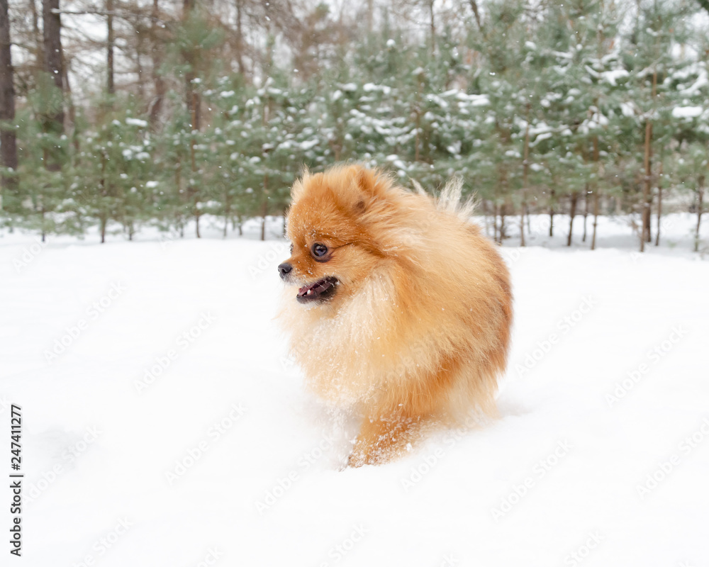 Puppy Pomeranian Spitz on a winter walk in the park. How to protect your pet from hypothermia. Puppy Pomeranian Spitz on a winter walk in the park. How to protect your pet from hypothermia.