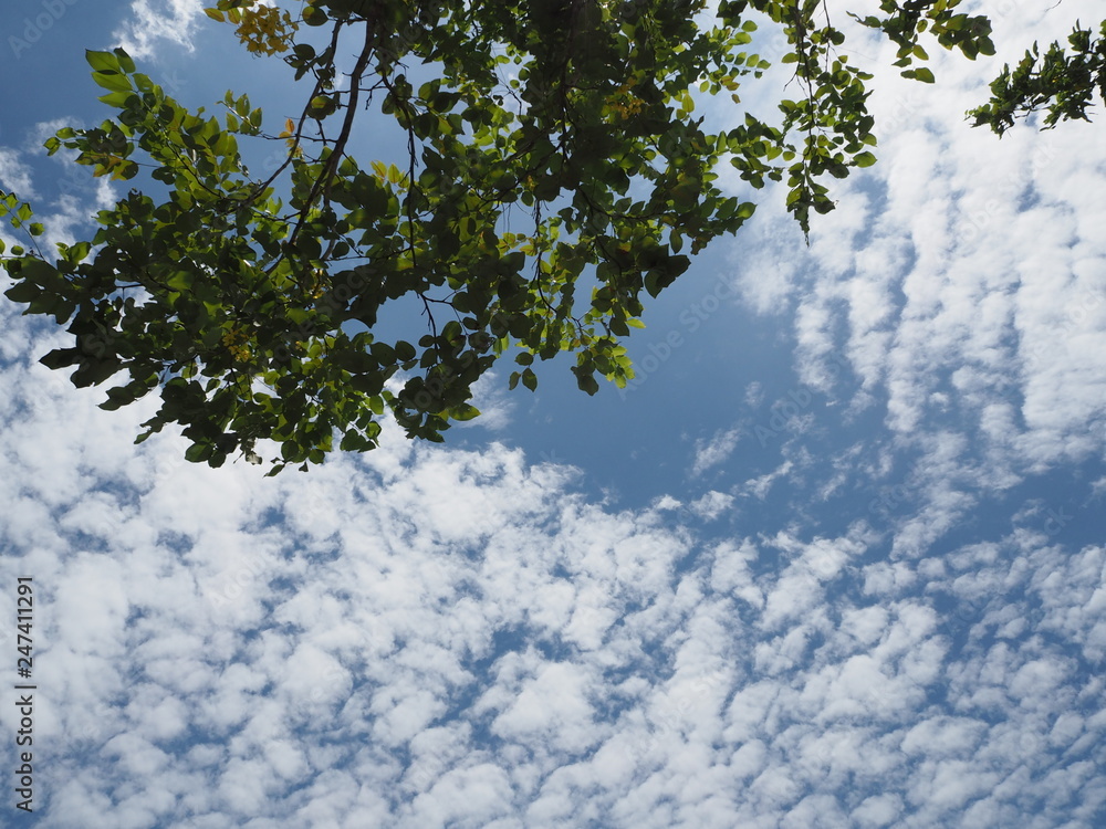 Obraz premium drzewa i niebo