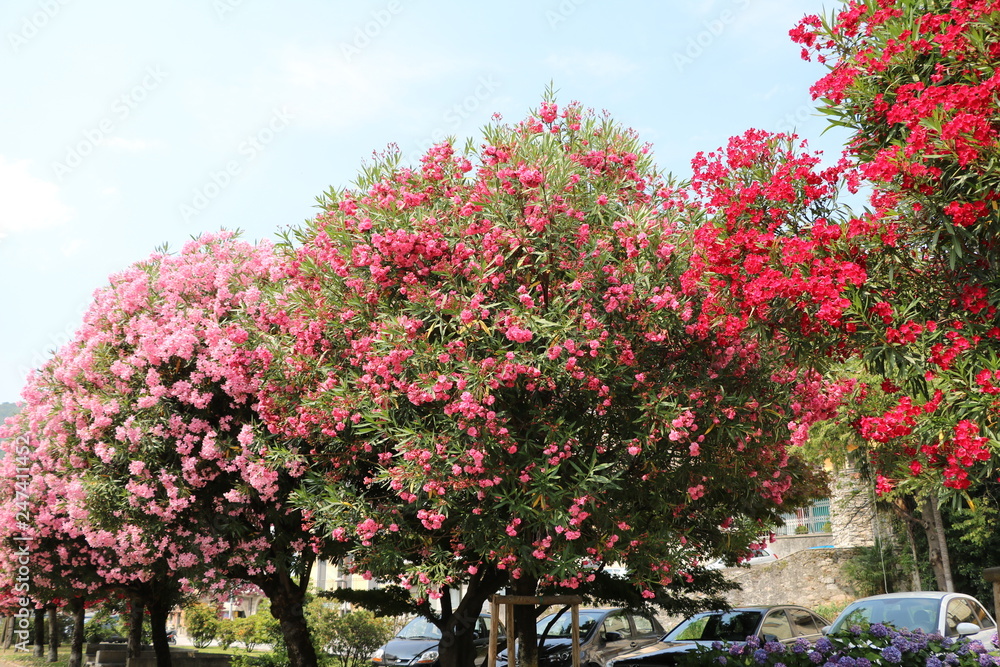 Pink and red blooming Nerium oleander at Pallanza Verbania at Lake Maggiore, Italy