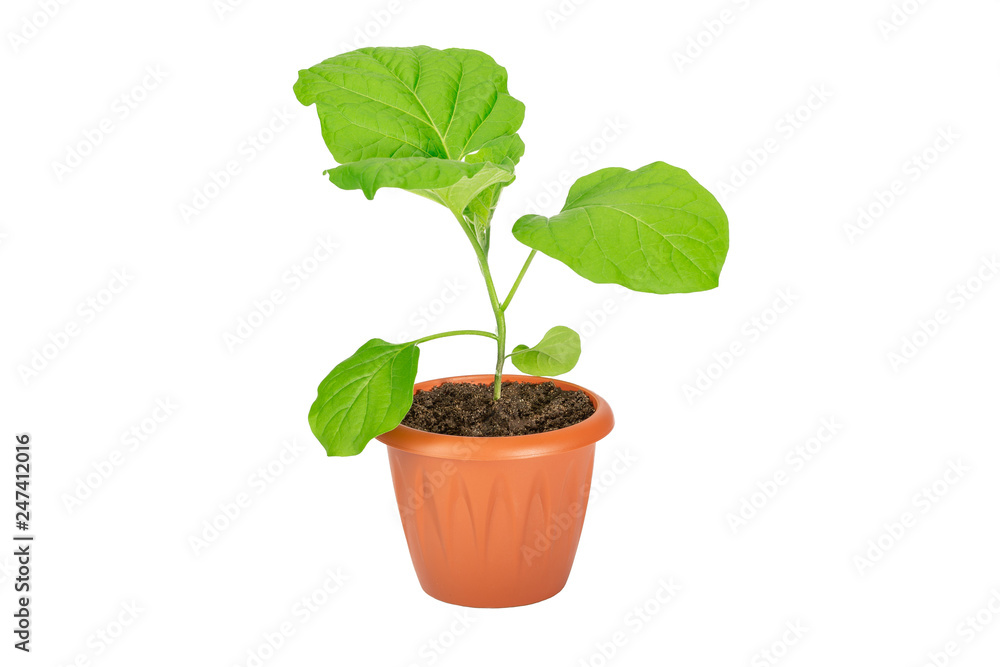 Eggplant seedlings in a pot isolated on white background.Growing concept. Object for design. Eggplant seedlings in a pot isolated on white background.Growing concept. Object for design.