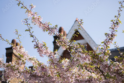 Photography View of Top Branches Blossom Cherry Tree are on Background of Beautiful Roof House and Blue Sky in Sunny Day