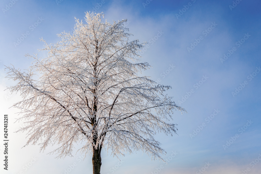 reifbedeckter Baum im Winter vor blauem Himmel mit Textfreiraum reifbedeckter Baum im Winter vor blauem Himmel mit Textfreiraum