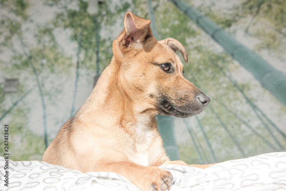 Adorable mixed breed puppy dog with cute eyes head shot isolated on white background Adorable mixed breed puppy dog with cute eyes head shot isolated on white background